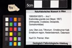 Foto (Objket + Etiketten) von Eodromites grandis (von Meyer, 1857) 